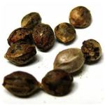Семена марихуаны АК-47  (Seeds AK-47) в Камешково